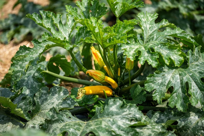 Miejska Farma Wrocławia